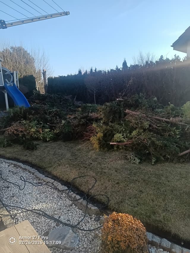 Gałęzie po cięciu Tui.