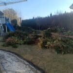 Gałęzie po cięciu Tui. 3